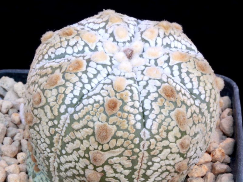 Astróphytum asterias 'super kabuto' fly type 