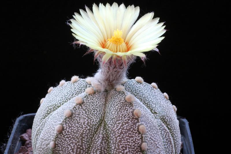 Astrophytum coahuilense x asterias cv. super kabuto microfloccosus 