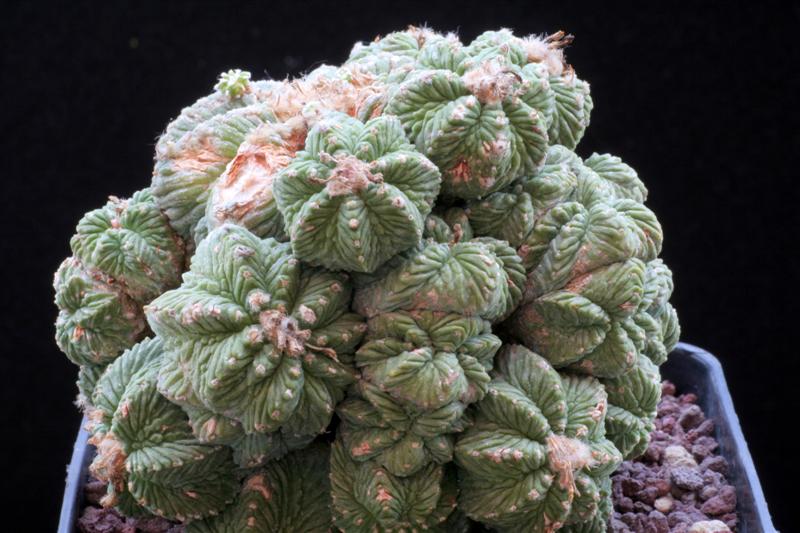 Aztekium ritteri 