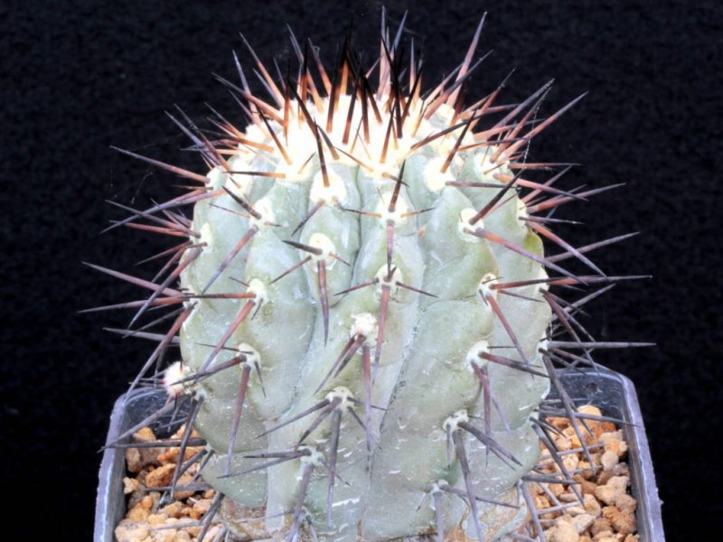 Copiapoa cinerea 