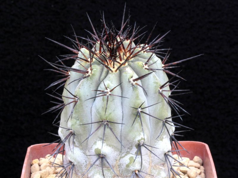 Copiapoa cinerea 