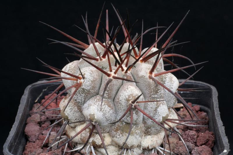 Copiapoa cinerea 