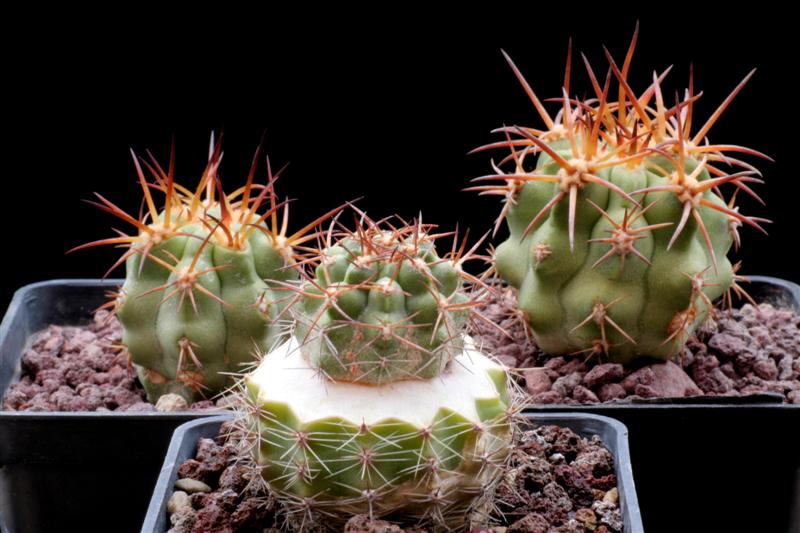 Copiapoa solaris 