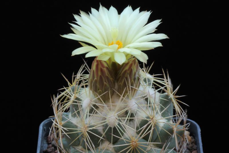 Coryphantha cornifera f. malitierrarum PAN 233