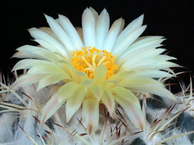 Coryphantha pycnacantha 