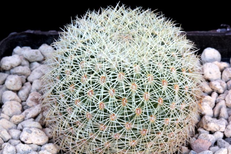 Coryphantha werdermannii ssp. unguispina 