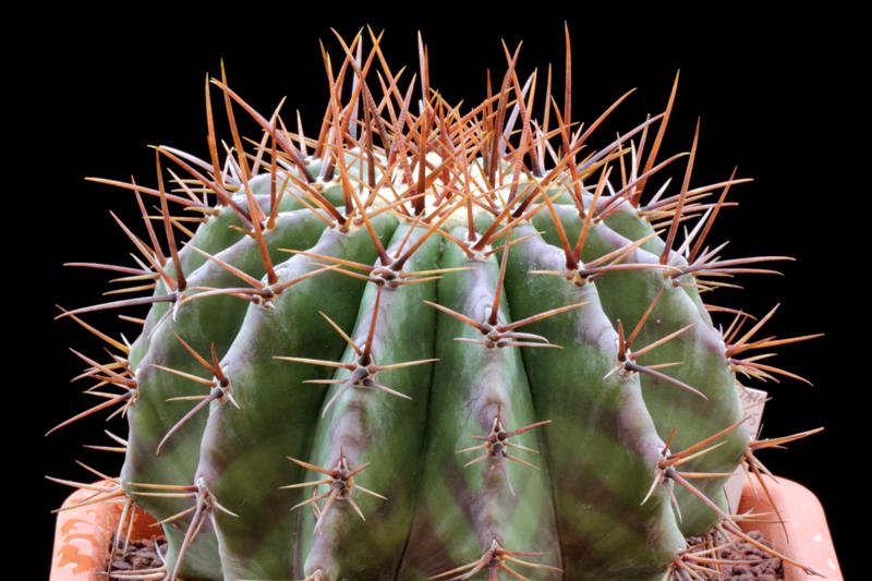 Echinocactus platyacanthus 