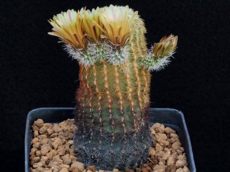 Echinocereus  chloranthus ssp. cylindricus 