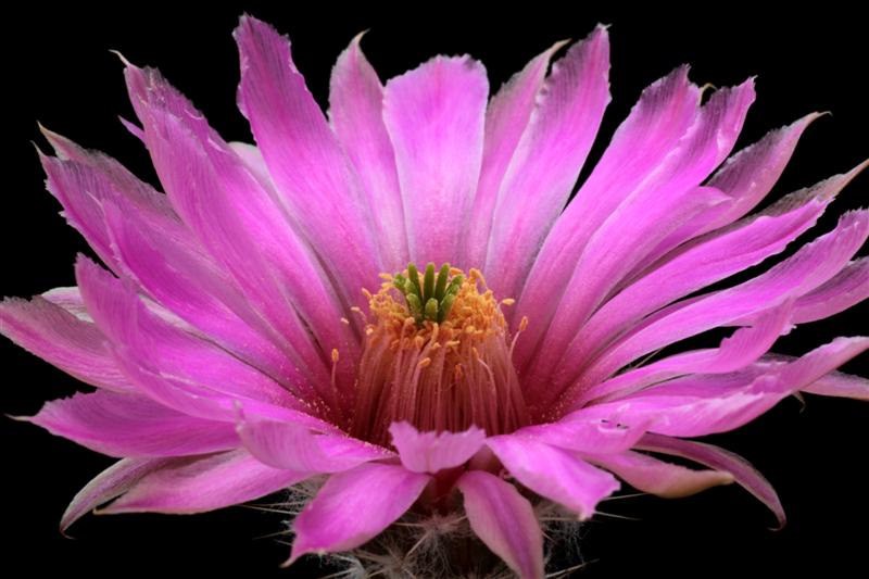 Echinocereus fobeanus ssp. metornii 