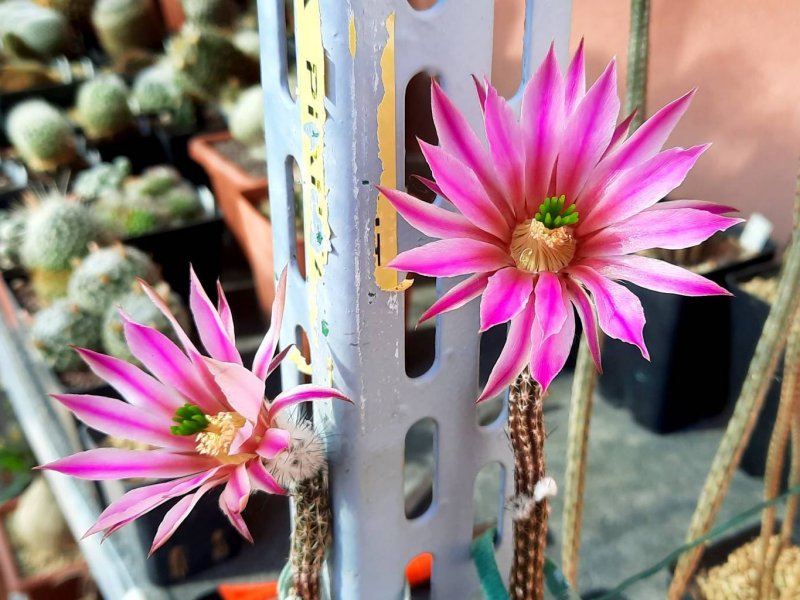 Echinocereus poselgeri 