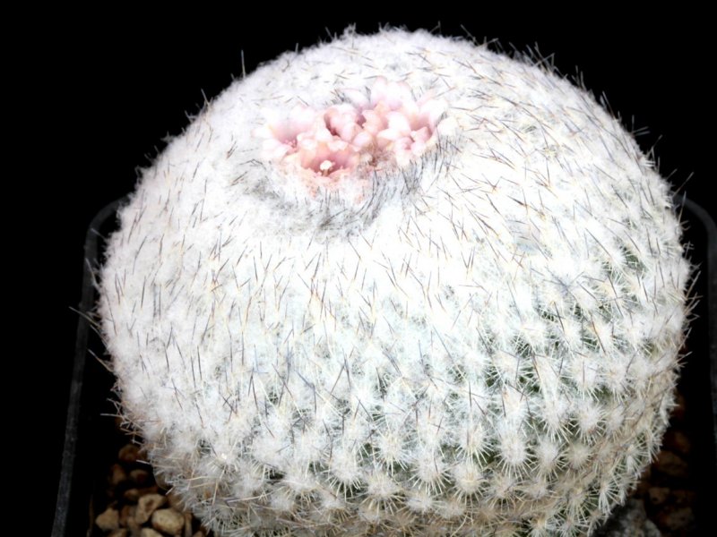 Epithelantha unguispina ssp. huastecana BZ 58