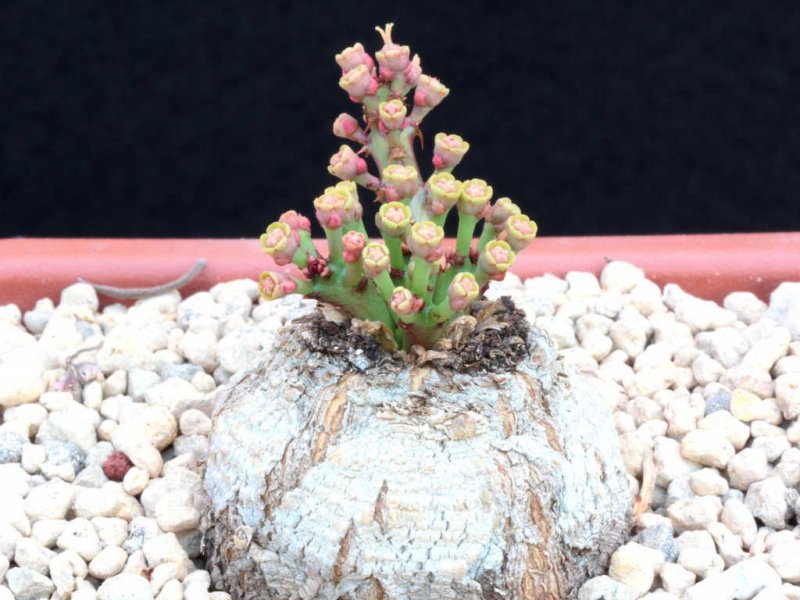 Euphorbia decidua 