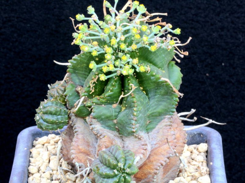 Euphorbia meloformis 