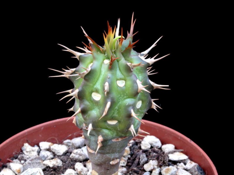 Euphorbia viguieri 