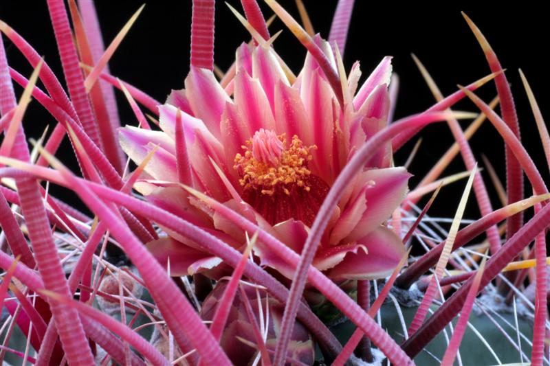 Ferocactus gracilis 