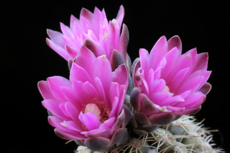 Gymnocalycium bruchii 