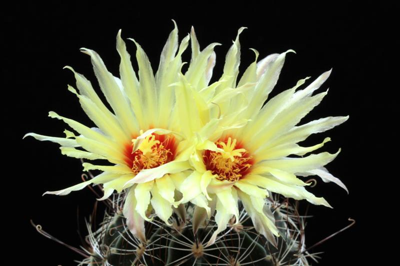 Hamatocactus bicolor 