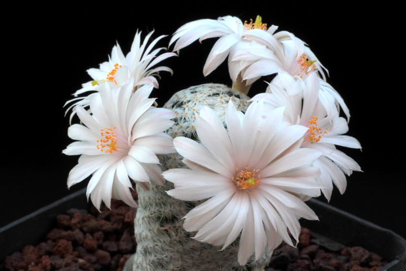 Mammillaria albiflora 