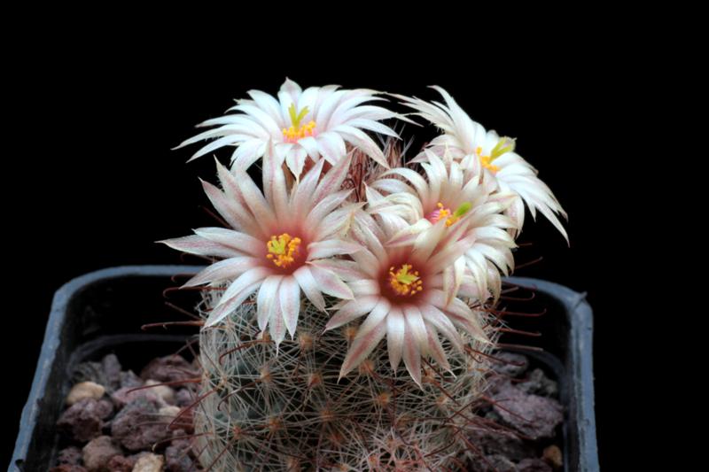 Mammillaria barbata GK 1047