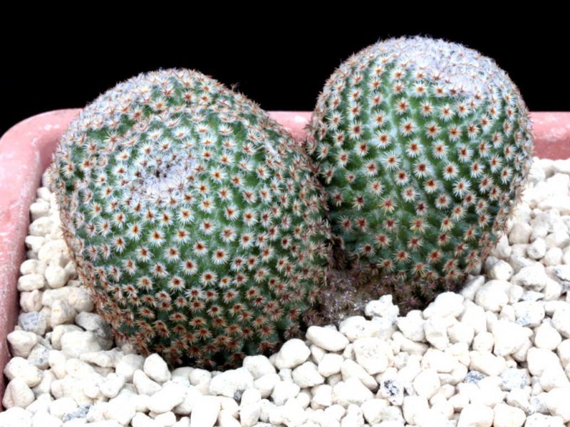Mammillaria crucigera 