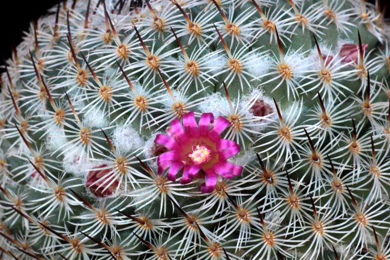 Mammillaria haageana ssp. elegans 