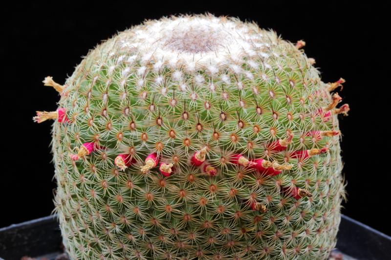 Mammillaria huitzilopochtli 