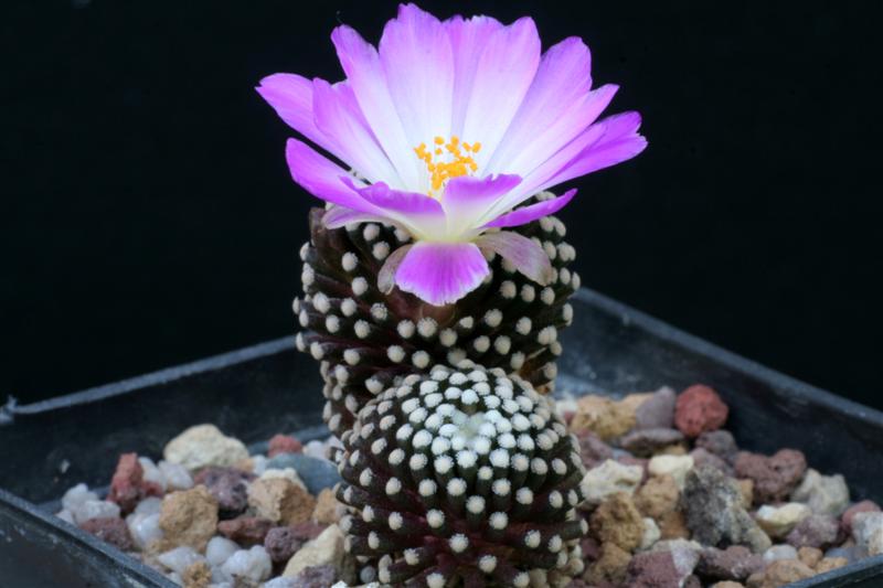 Mammillaria luethyi 