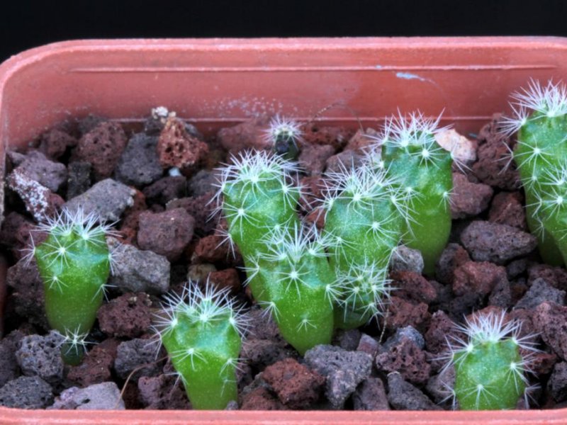 Mammillaria meridiorosei SB 668