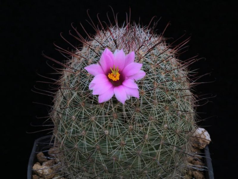 Mammillaria microcarpa SB 147