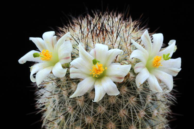 Mammillaria neopalmeri 