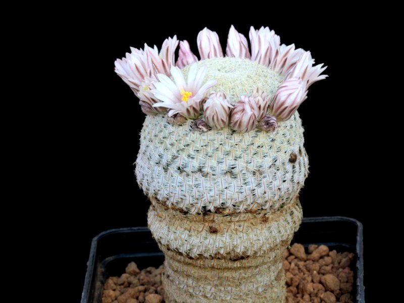 Mammillaria pectinifera 