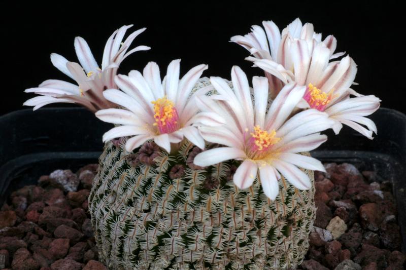 Mammillaria pectinifera 