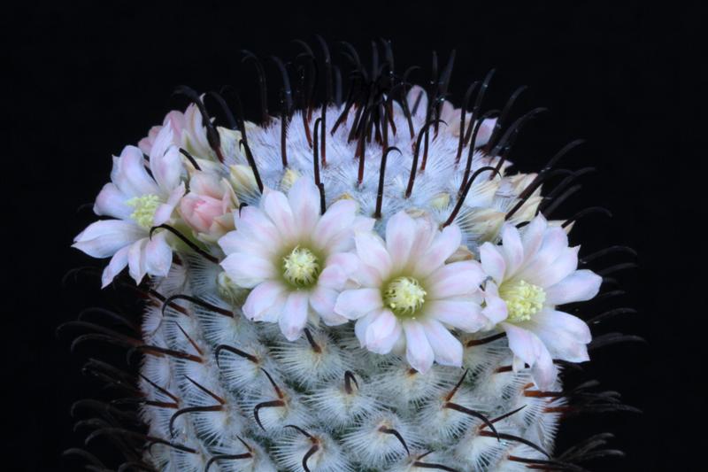 Mammillaria perezdelarosae 