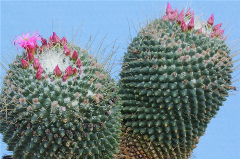 Mammillaria polythele cv. un pico 