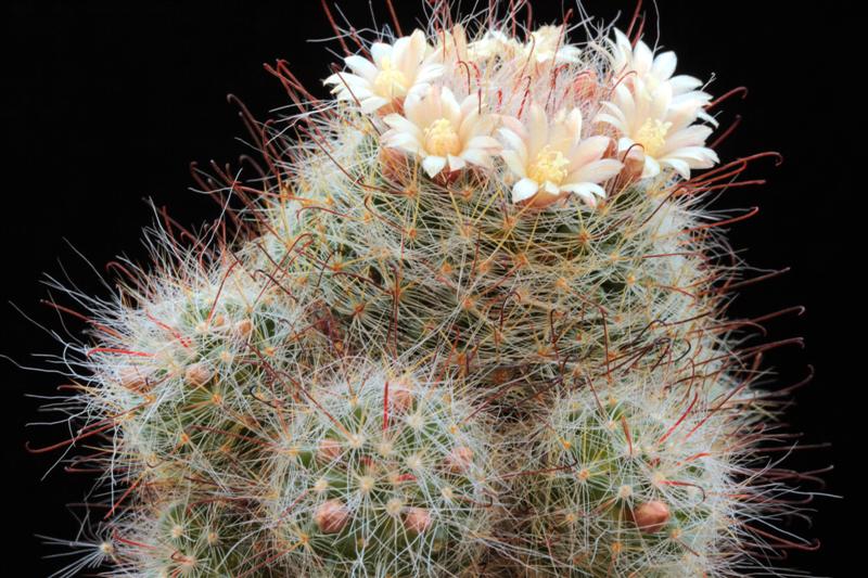 Mammillaria seideliana 