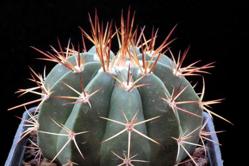 Melocactus matanzanus 