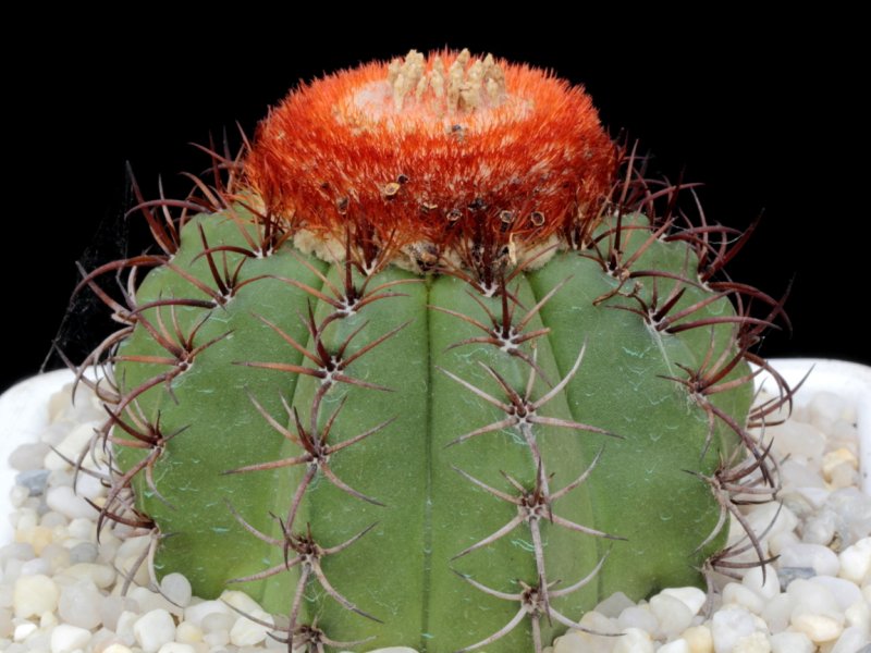 melocactus matanzanus