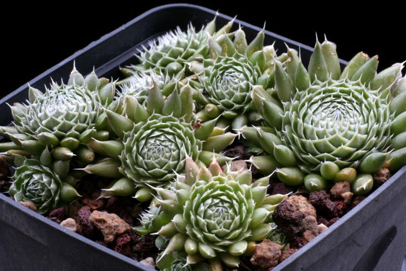 Orostachys spinosa 