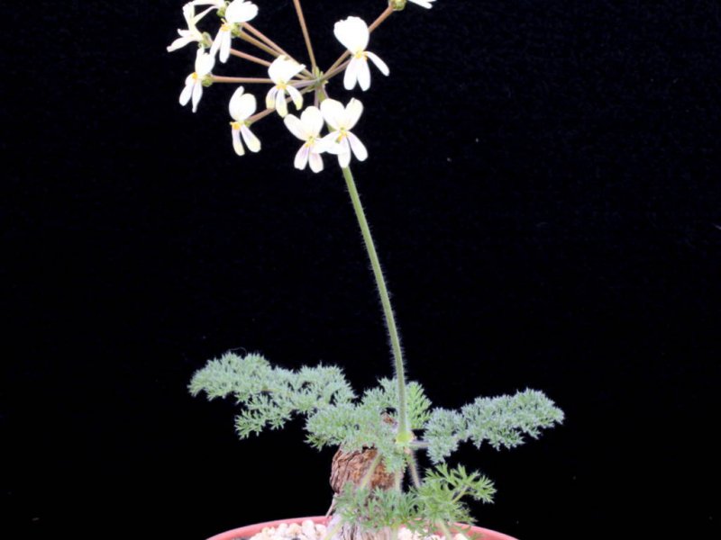 pelargonium triste