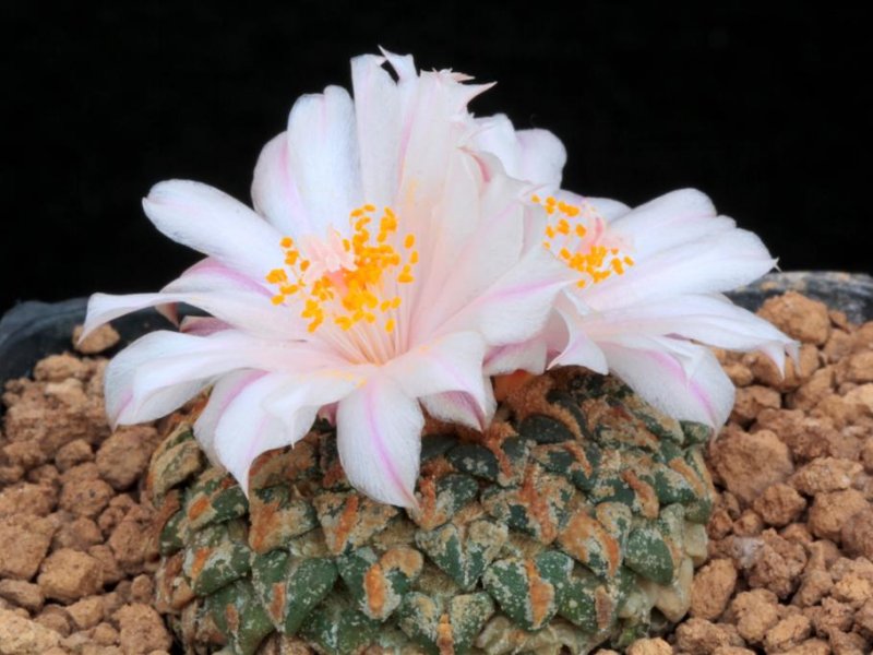 Ariocarpus kotschoubeyanus 