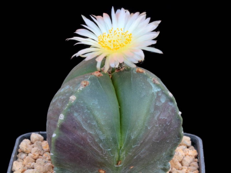 Astrophytum myriostigma v. nudum f. tricostatum 