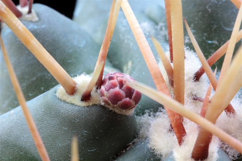 Thelocactus rinconensis ssp. nidulans 