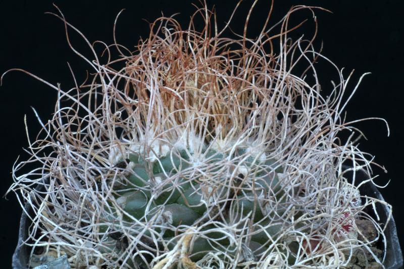 Turbinicarpus pseudomacrochele 