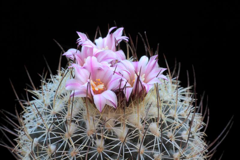 Turbinicarpus saueri sp. nova 