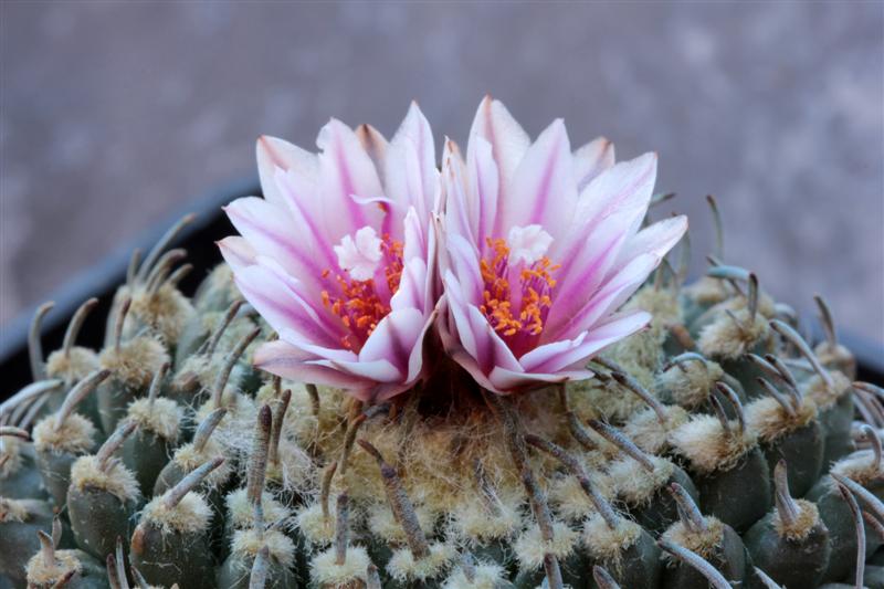 Turbinicarpus schmiedickeanus ssp. andersonii 