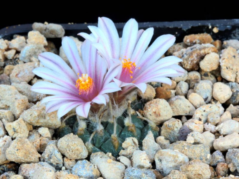 Turbinicarpus schmiedickeanus ssp. andersonii 