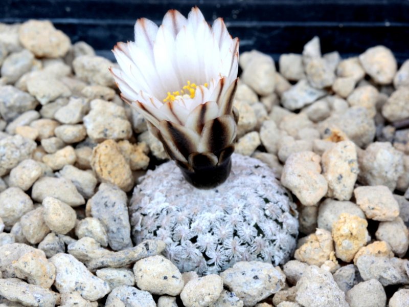 Turbinicarpus valdezianus v. albiflorus 