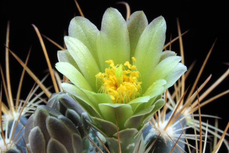 Ancistrocactus tobuschii 