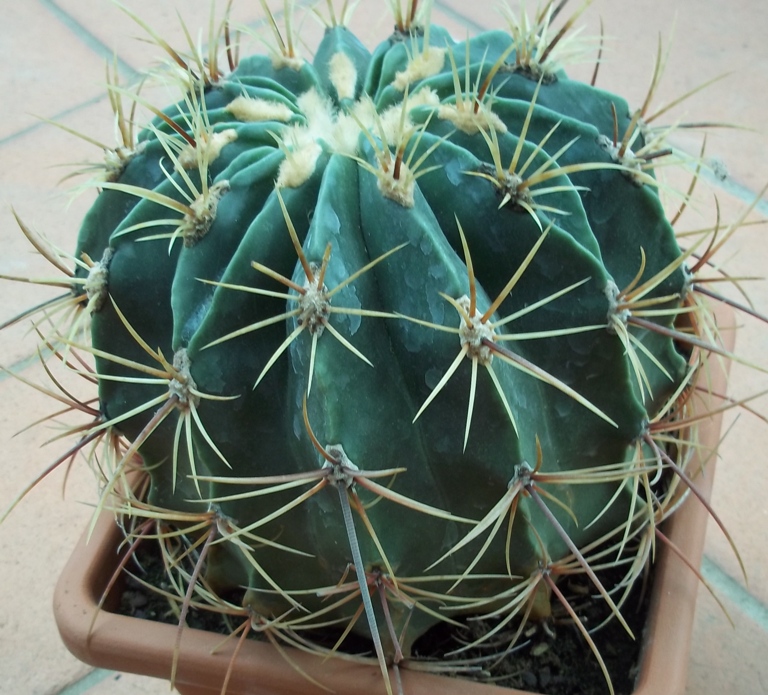 Ferocactus histrix 