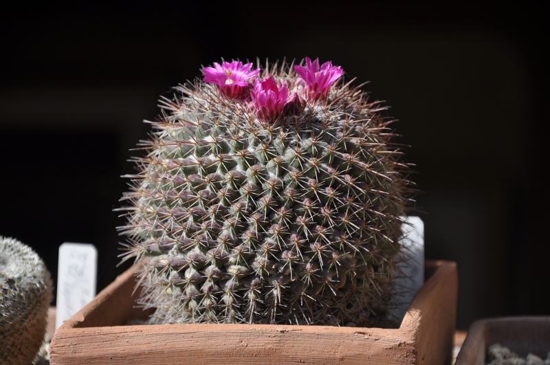 Mammillaria floresii 